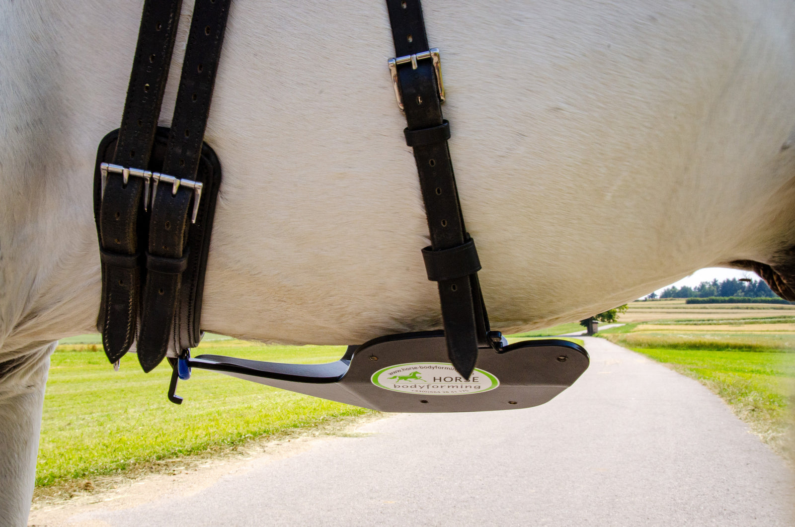 Horse Bodyformer am Bauch des Pferdes zur Aktivierung der ventralen Muskelkette