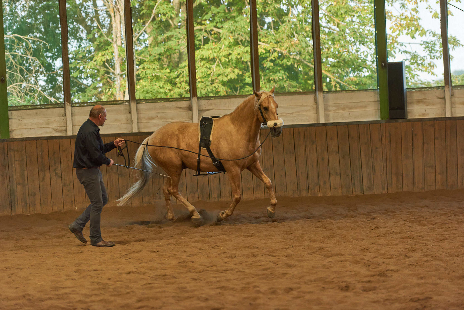 Schonendes Training mit Horse Bodyformer für Pferde in der Reha-Phase