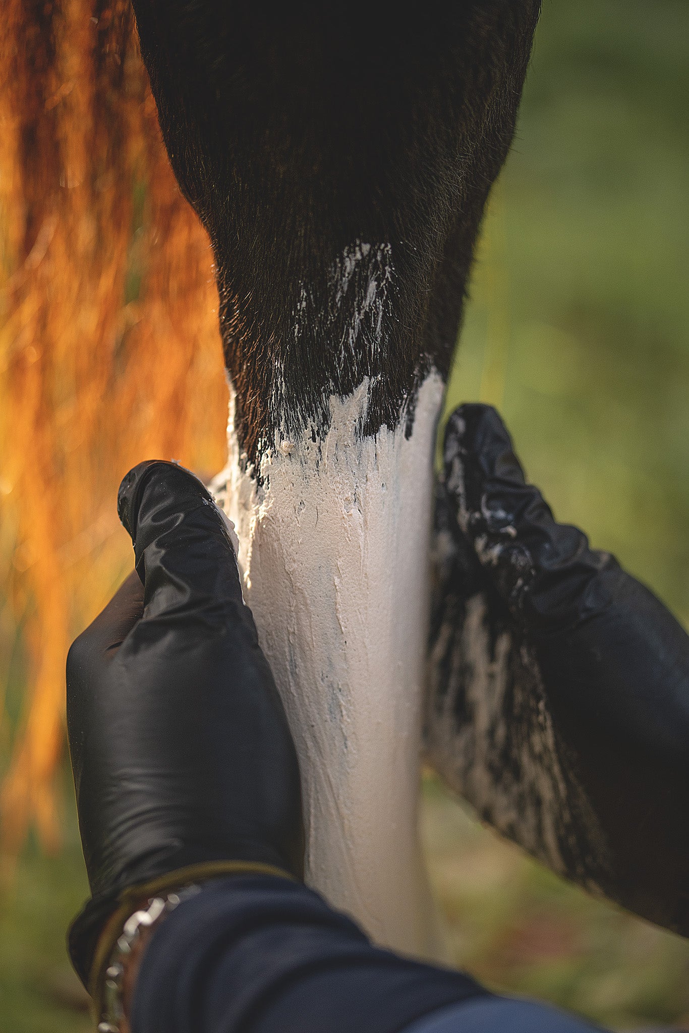 Behandschuhte Hände tragen Tonerde Balsam auf das Pferdebein auf, eher feste Textur der kühlenden Tonerde gut sichtbar