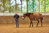 Bodenarbeit mit Horse Bodyformer zur Entwicklung gesunder Bewegungsmuster beim Pferd