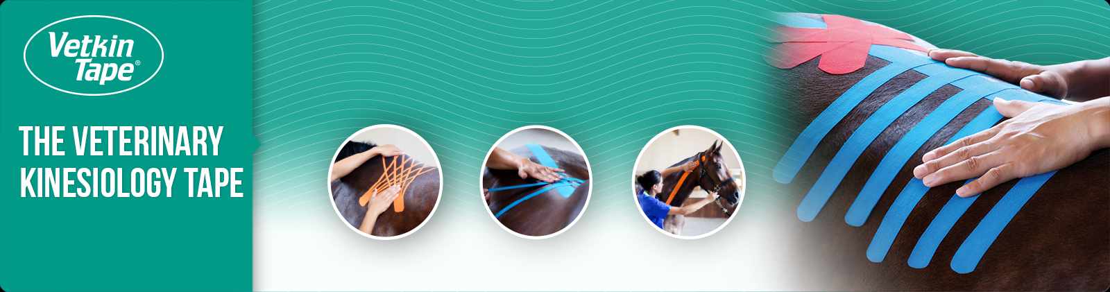 Kinesio Tape von VetkinTape Banner mit 4 Anwendungsbeispielen am Pferd - Unterstützung der Gesundheit und Beweglichkeit