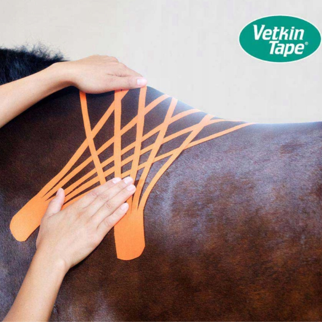 VetkinTape in Tiertherapie – Anwendung beim Muskelaufbau nach Verletzungen