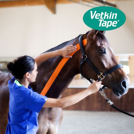 VetkinTape Anwendung am Pferdehals zur Förderung von Beweglichkeit und Stabilität
