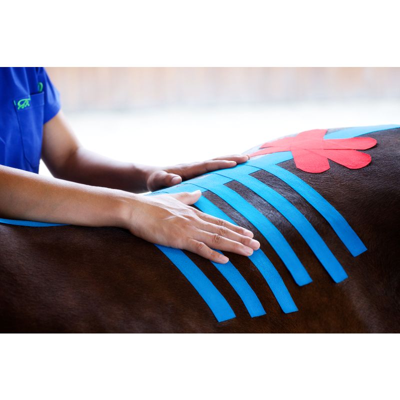 Vetkintape Physio Tape wird am Rücken eines Pferdes angelegt zur Faszien- und Muskelbehandlung


