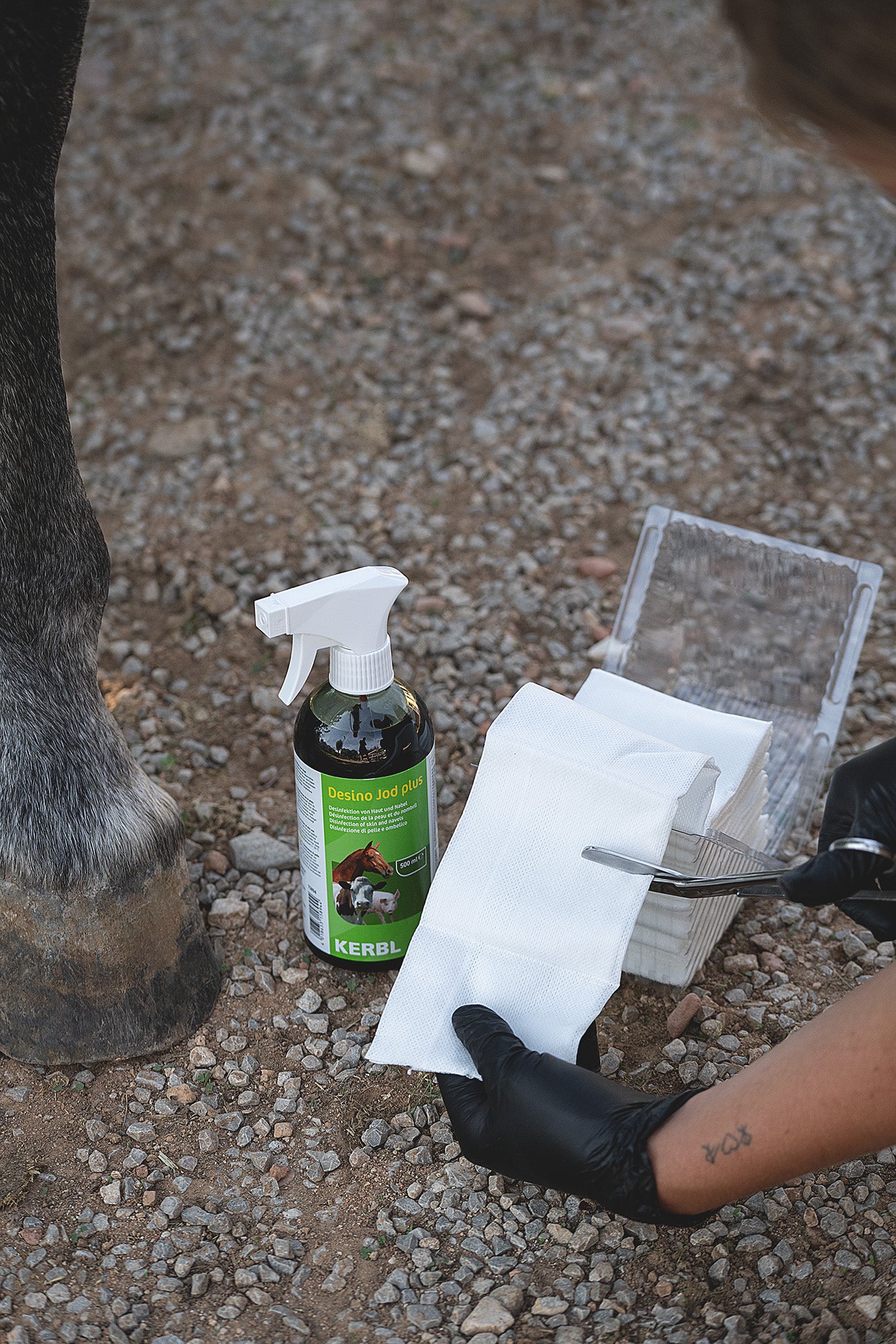 Kerbl Desino Jod Plus Desinfektionsspray wird zusammen mit Absorba Verbandsvlies zur hygienischen Vorbereitung angewendet