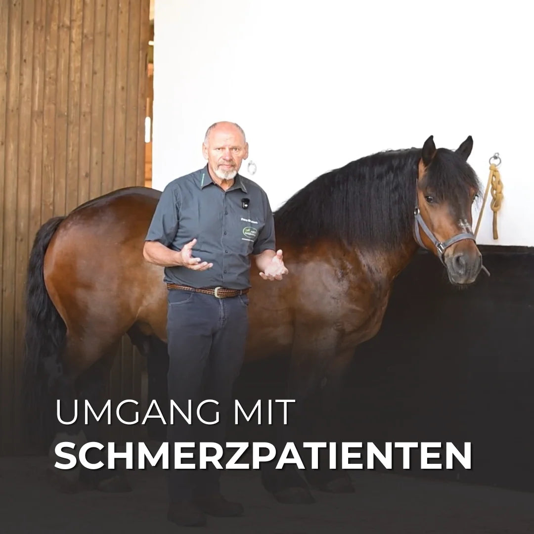 Faszinetik Einzelkurs zum Umgang mit Abwehrverhalten beim Pferd