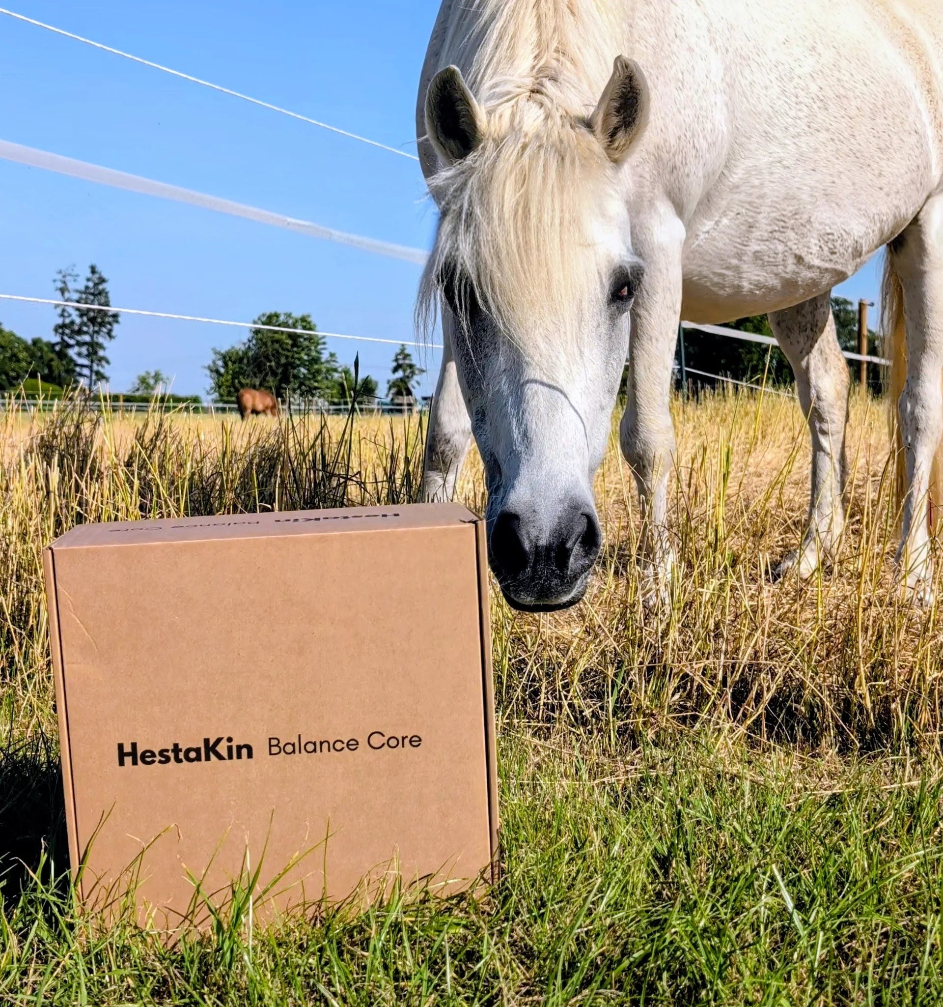 Pferd beim Ganzkörpertraining mit HestaKin Balance Pads Weißes Pony