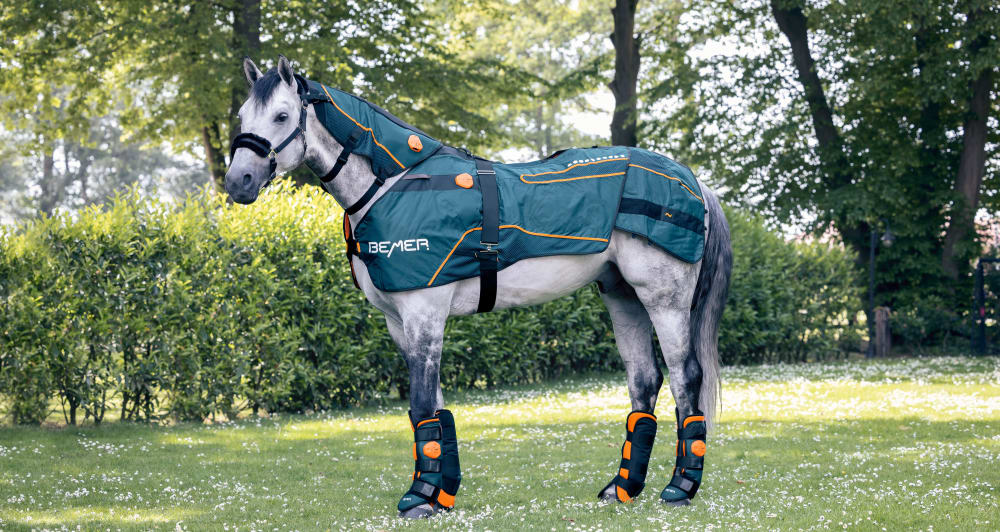 Pferd steht entspannt auf einer Wiese während der Magnetfeldtherapie mit Bemer Hals-Applikator, Pferdedecke und Gamaschen