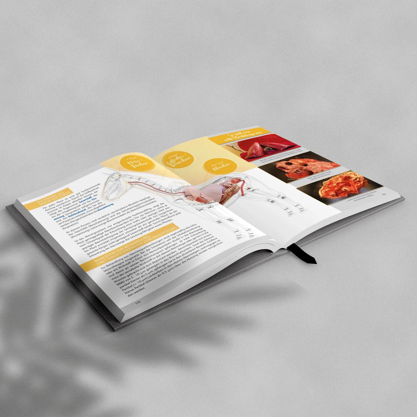 Mein Hustentagebuch – Die Basis für gesunde Pferdelungen