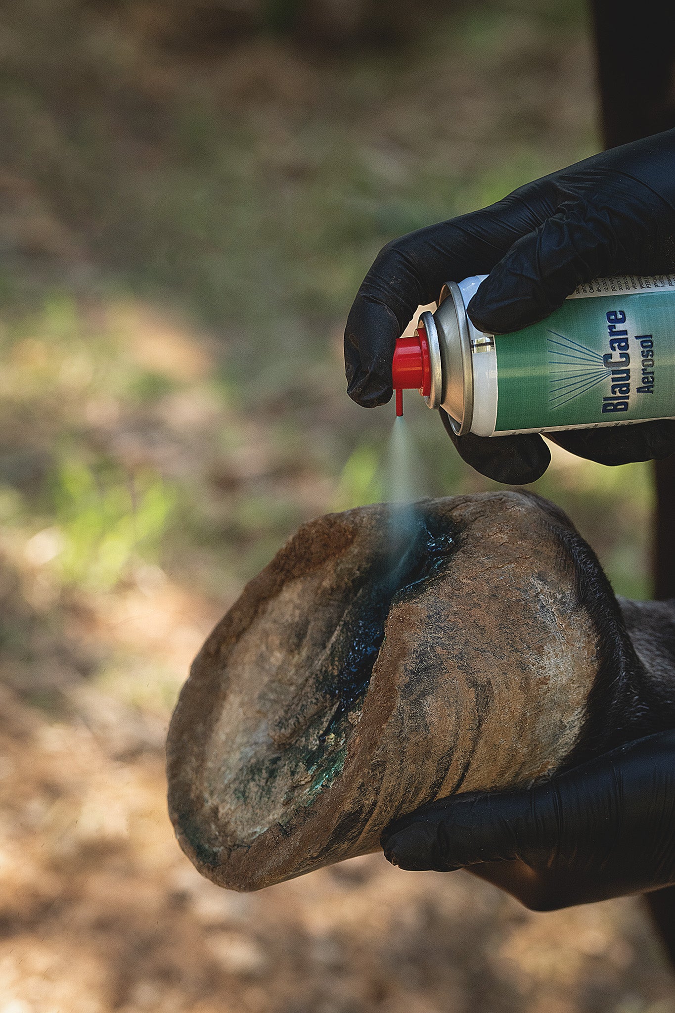 Anwendung Kerbl BlauCare Desinfektionssprays am Pferdehuf mit sichtbarer blauer Markierung - fördert Hornwachstum