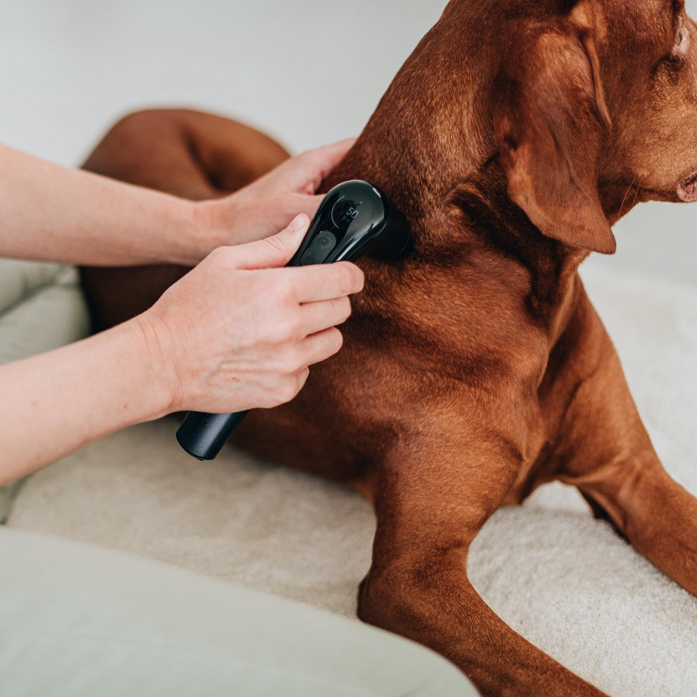 Das Novafon Power 2 Schallwellengerät – Einsatz bei Hundetherapie im Nackenbereich
