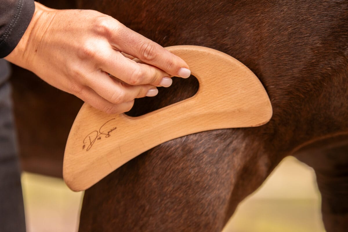 Das Spixie in der Faszienanwendung an der Vorhand des Pferdes