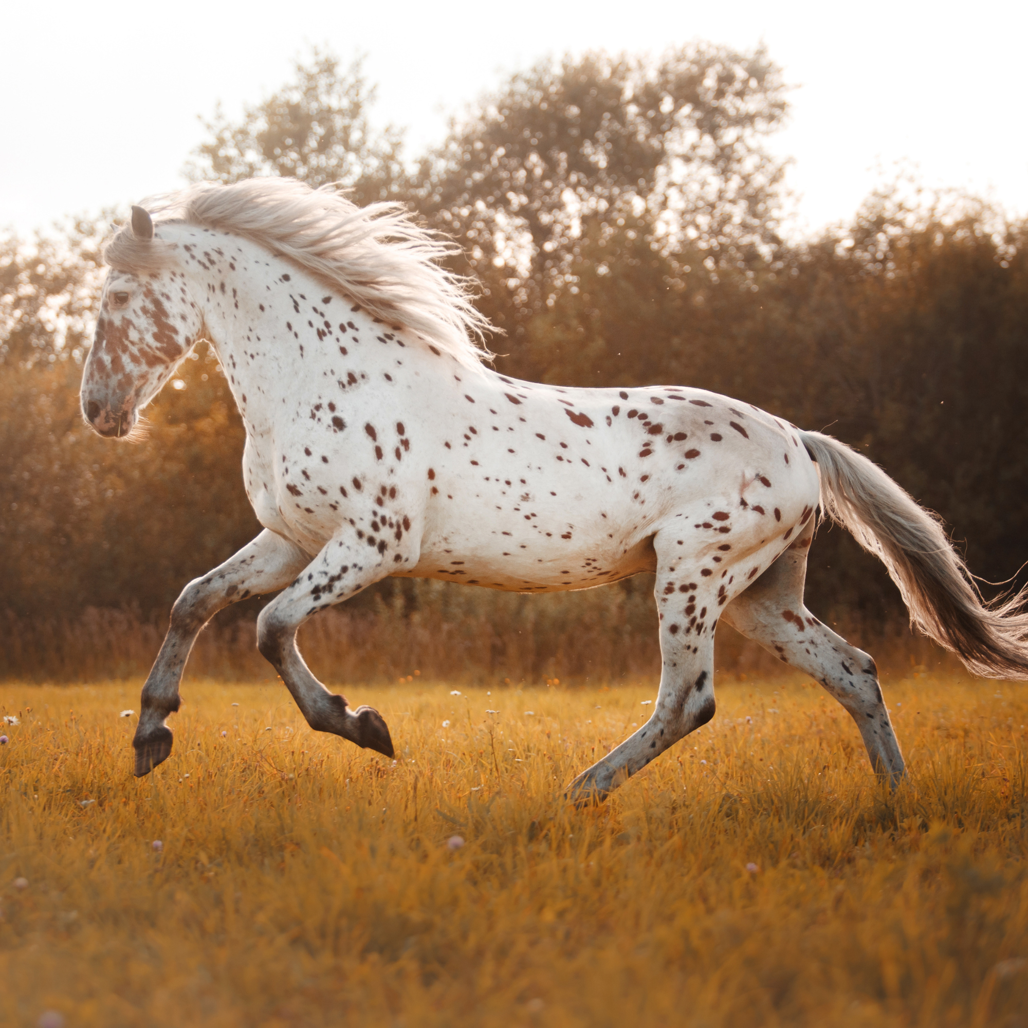 Ein pferd gallopierend auf einer Wiese