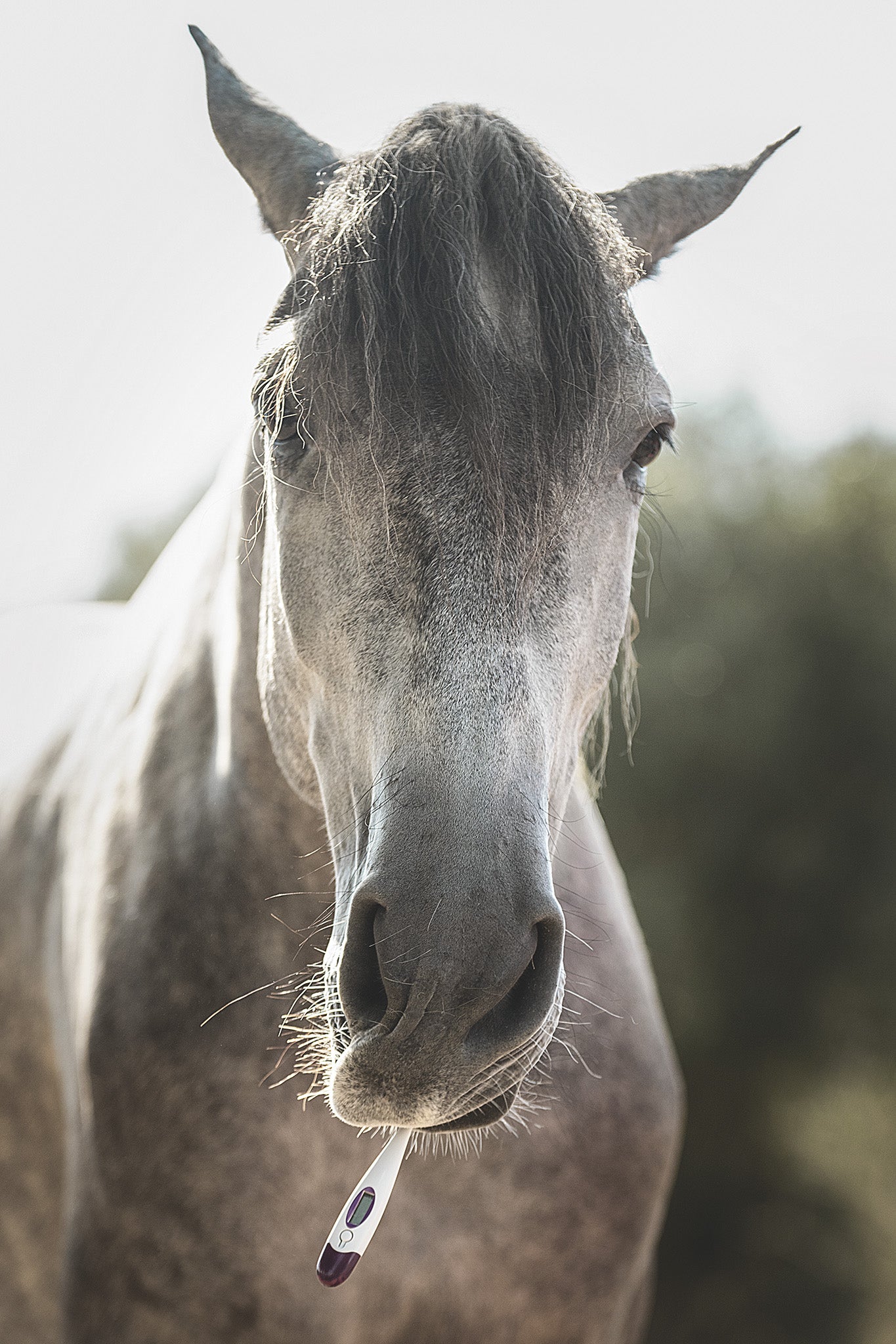 Pferd mit digitalem Fieberthermometer im Maul als humorvolle Produktdarstellung