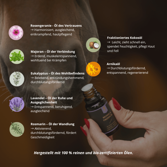 Inhaltsstoffe des Faszienöls - ätherische Öle & Trägeröl: Rosengeranie, Majoran, Eukalyptus, Lavendel, Rosmarin, Arnika & fraktioniertes Kokosöl