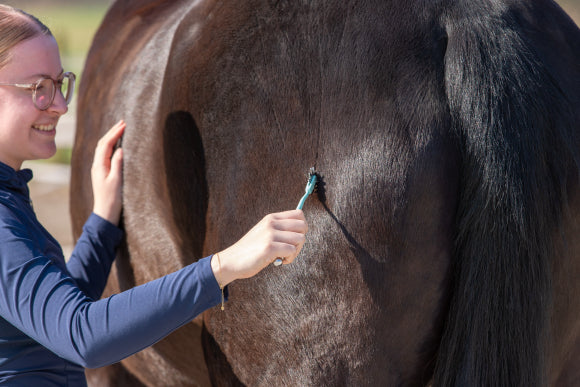 EQUI-SPIN Faszienrad  – Anwendung am Pferd zur Muskelentspannung der Hinterhand