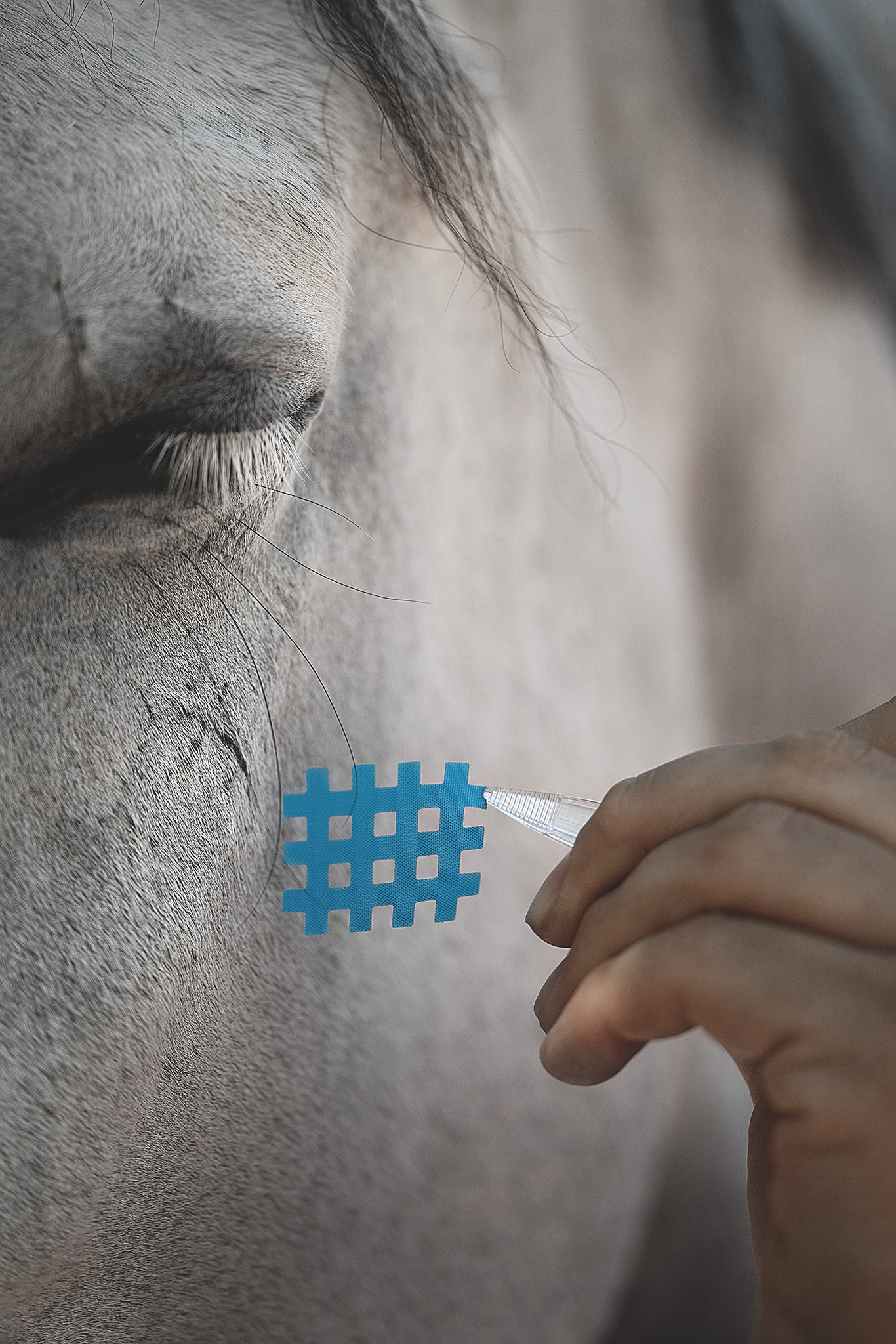 Acutop Gittertape Typ A Anwendung beim Pferd im Gesichtsbereich