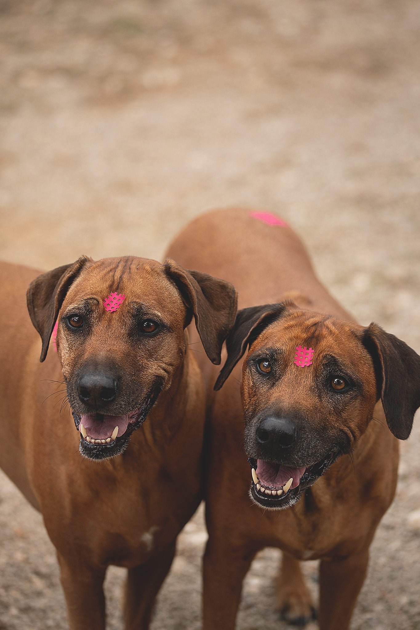Acutop Gittertape Typ A Anwendung auf dem Triggerpunkt Yintang bei zwei Hunden im Gesichtsbereich
