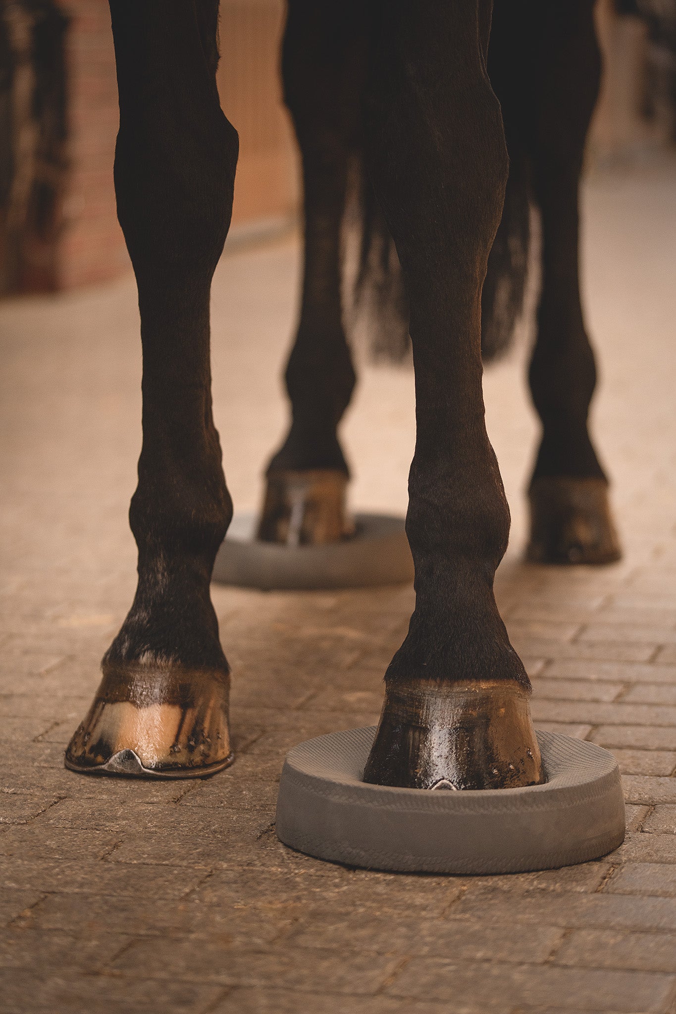 Pferd steht auf Balance Pads – Gleichgewichtstraining mit NØRSHOLM Pads