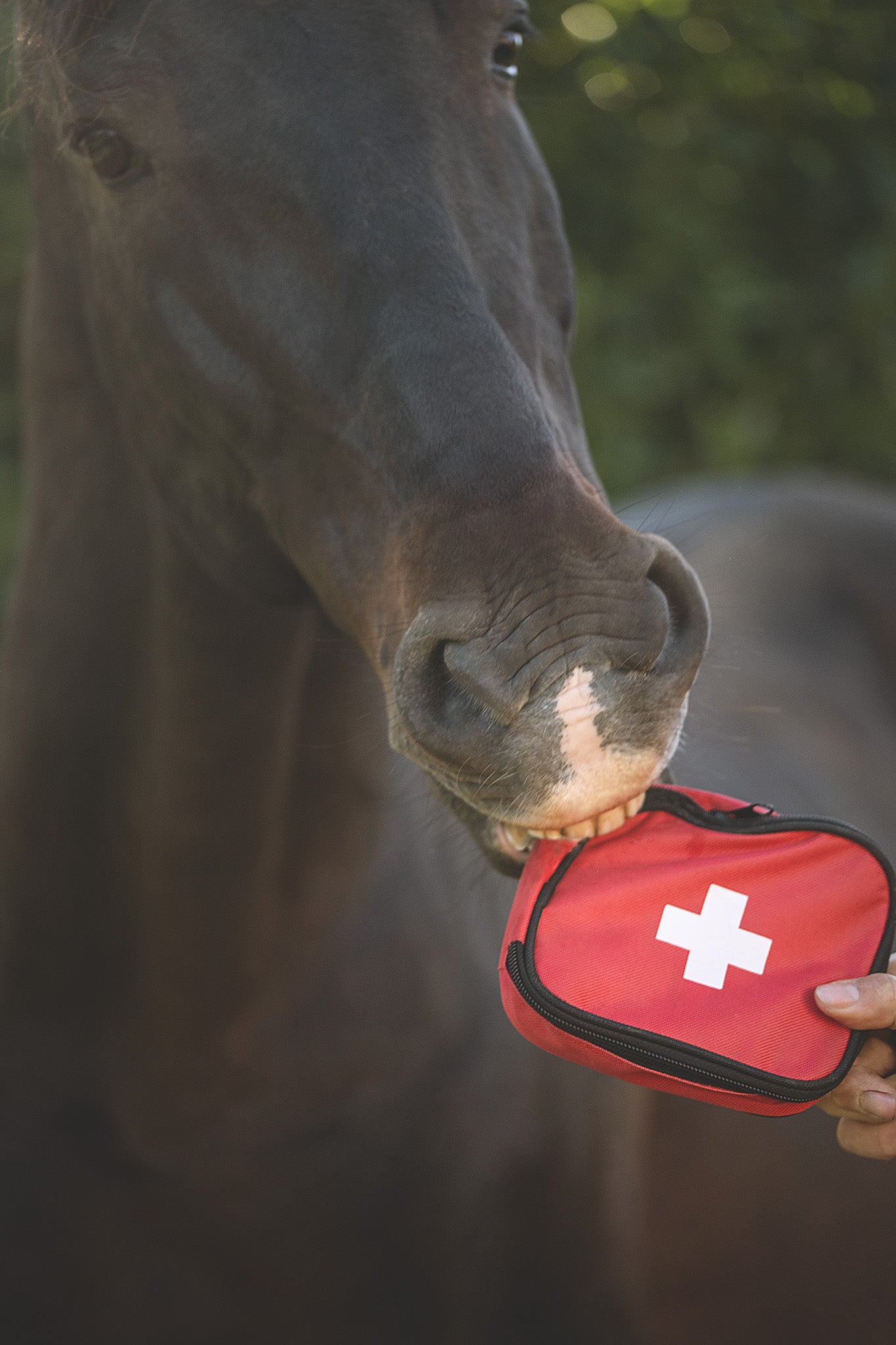 Pferd versucht die Kerbl Erste Hilfe Tasche aus der Hand eines Menschen zu ziehen und hat sichtlich Spaß