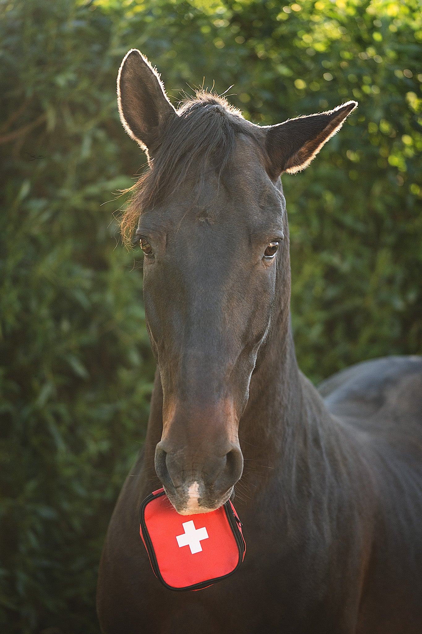 Pferd hält die Kerbl Erste Hilfe Notfalltasche für Haustiere im Maul