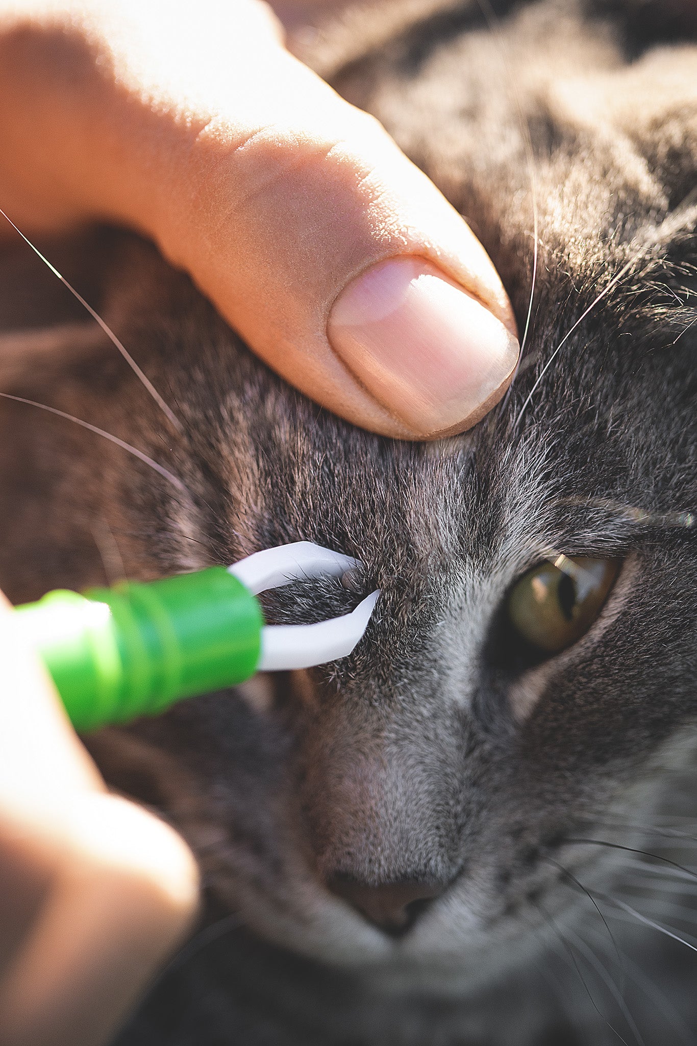 Kerbl Zeckenzange entfernt eine Zecke bei einer Katze – sichere Anwendung bei Haustieren