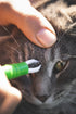 Kerbl Zeckenzange entfernt eine Zecke bei einer Katze – sichere und schnelle Anwendung bei Haustieren