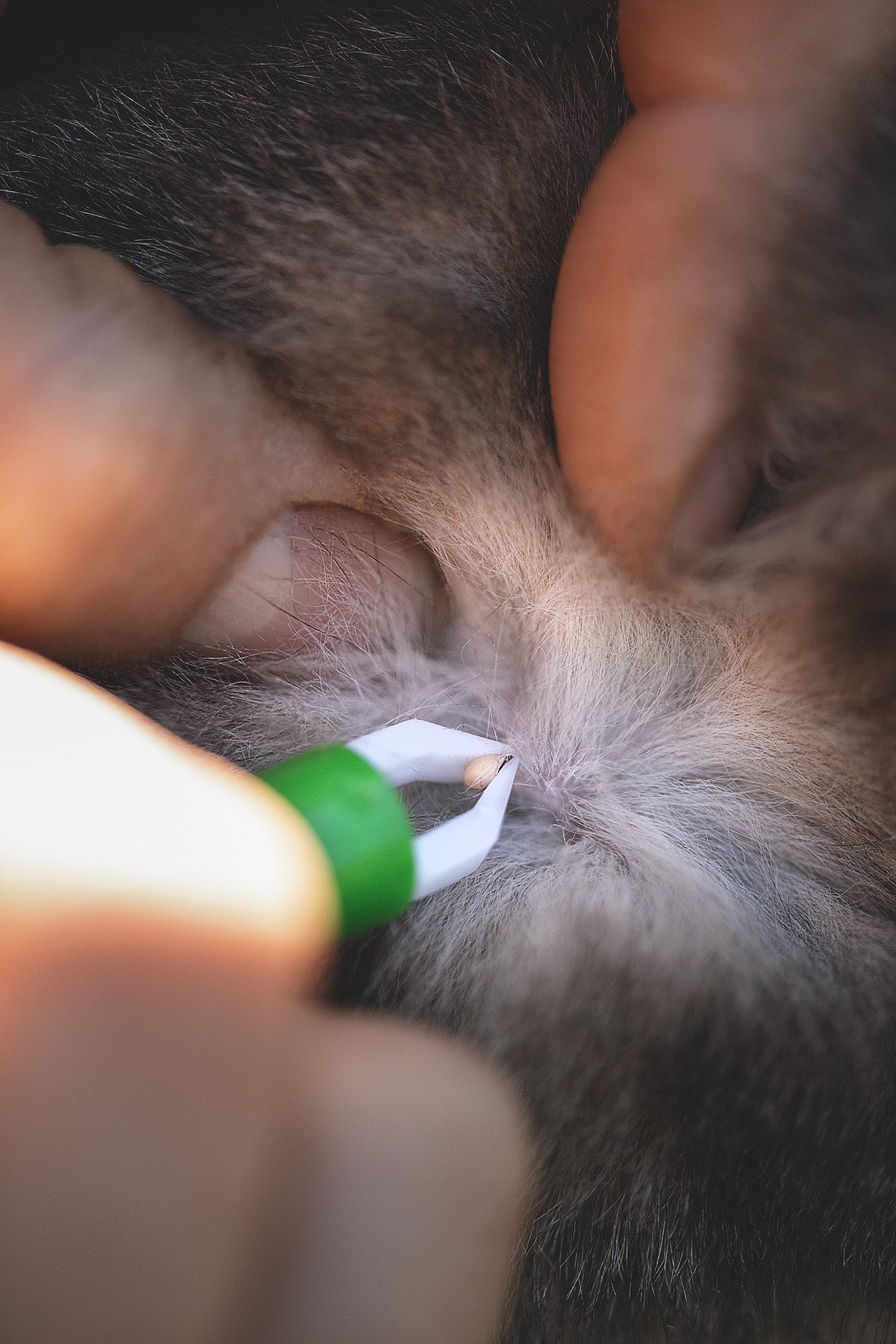 Zeckenzange von Kerbl entfernt die Zecke bei einer Katze nah an der Haut restlos – sichere und schonende Anwendung