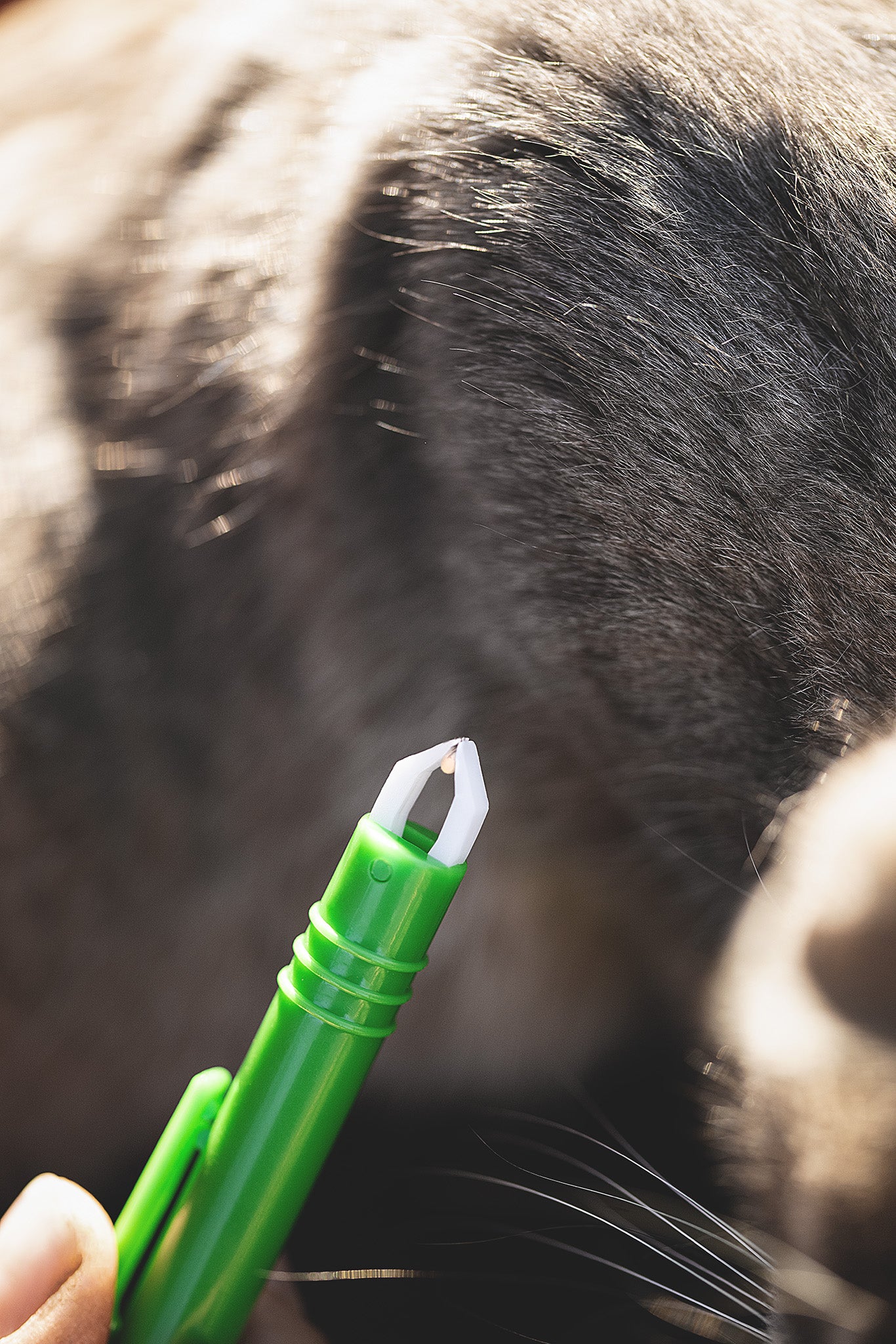 Detailaufnahme der Kerbl Zeckenzange nach dem Entfernen einer Zecke bei einer Katze
