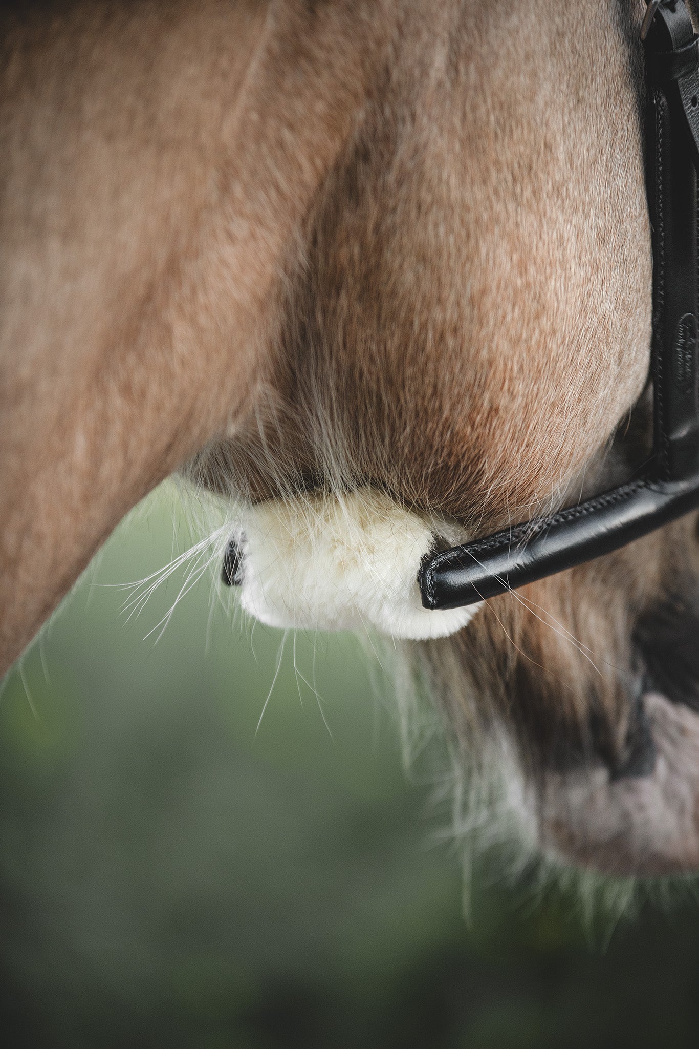 Chin Cover am Kinnriemen des Mobility Bridle schützt das empfindliche Pferdekinn beim Training