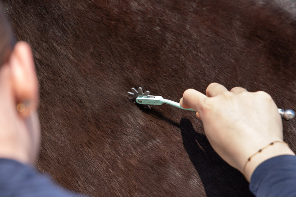 EQUI-SPIN Faszienrad grün – Faszienmassage am Pferdehals zur Durchblutungsförderung