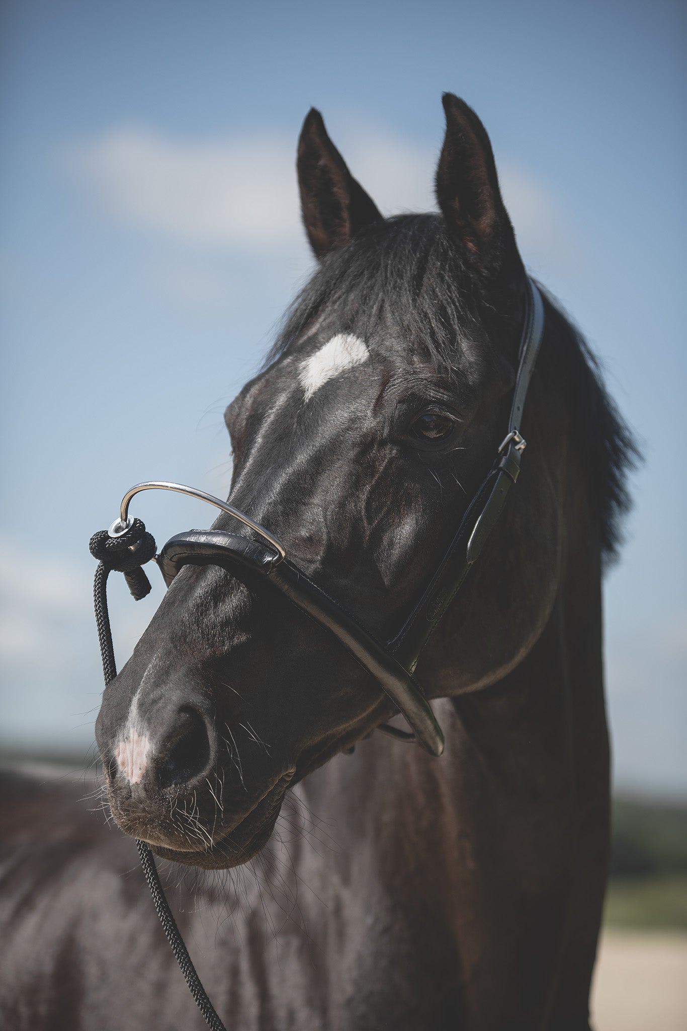 Produktfoto gerader Genickiehmen am Pferd von vorne mit dem Mobility Bridle von Horse Bodyforming