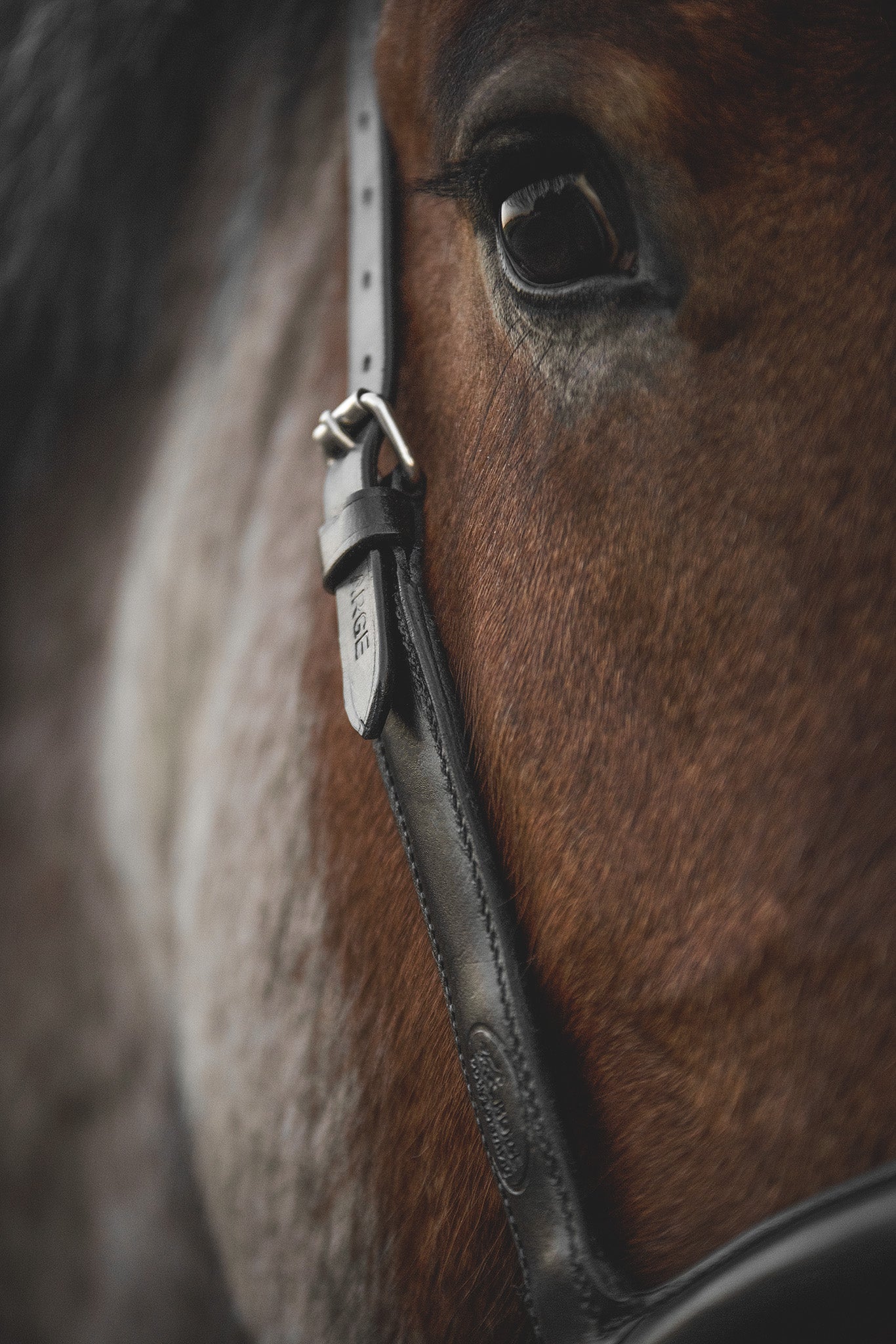 Detailaufnahme Seitenansicht Mobility Bridle Horse Bodyforming – anatomisches Zaumzeug für mehr Beweglichkeit beim Pferd