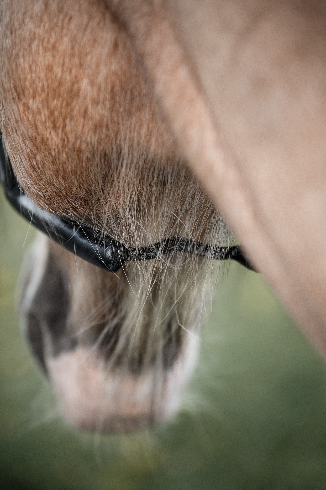 Detailansicht Rückansicht des Mobility Bridle – innovatives Pferdezaumzeug für Losgelassenheit