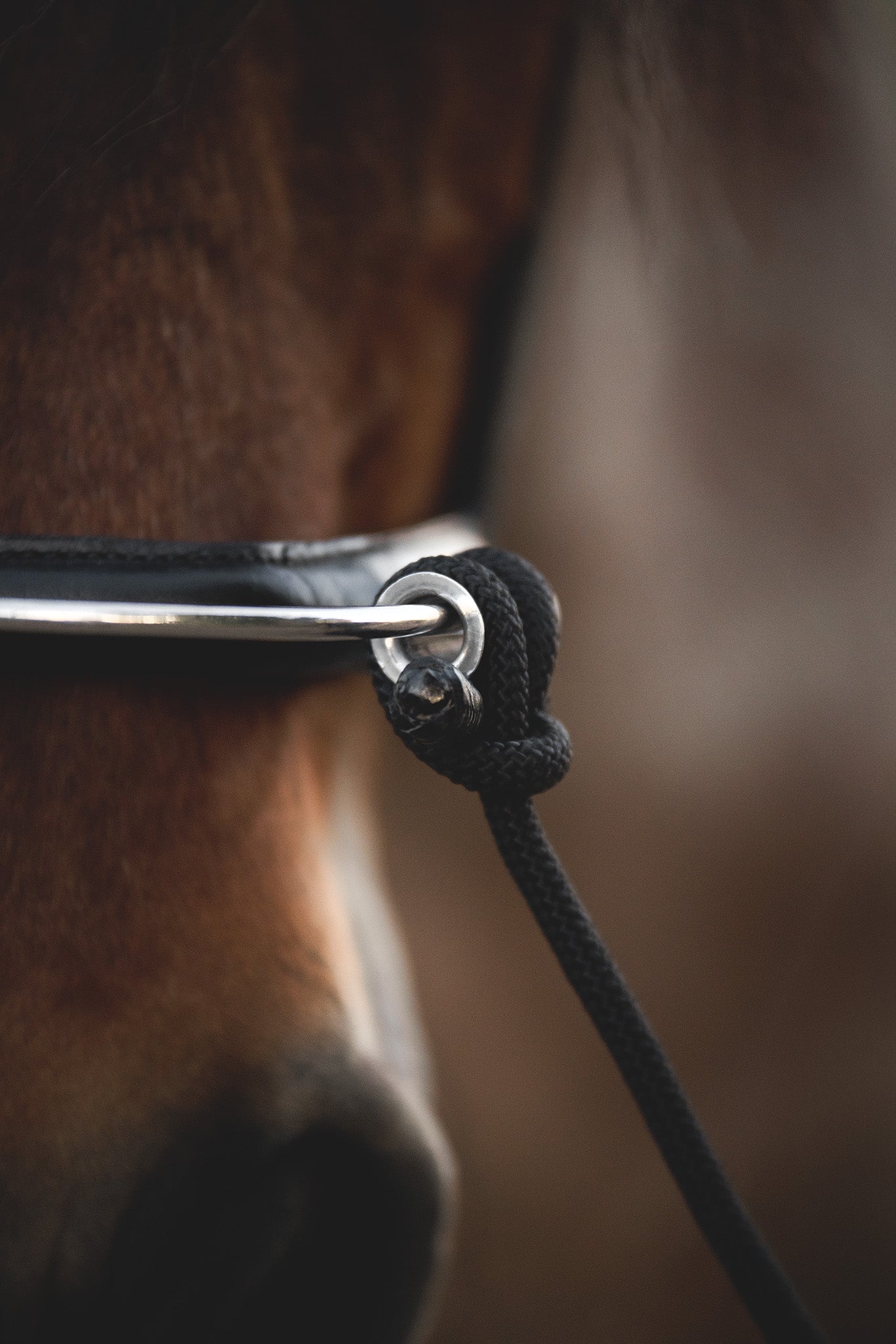 Detailfoto Nasenbügel Vorderansicht des Mobility Bridle Zaumzeugs für Pferde – entwickelt von Franz Grünbeck
