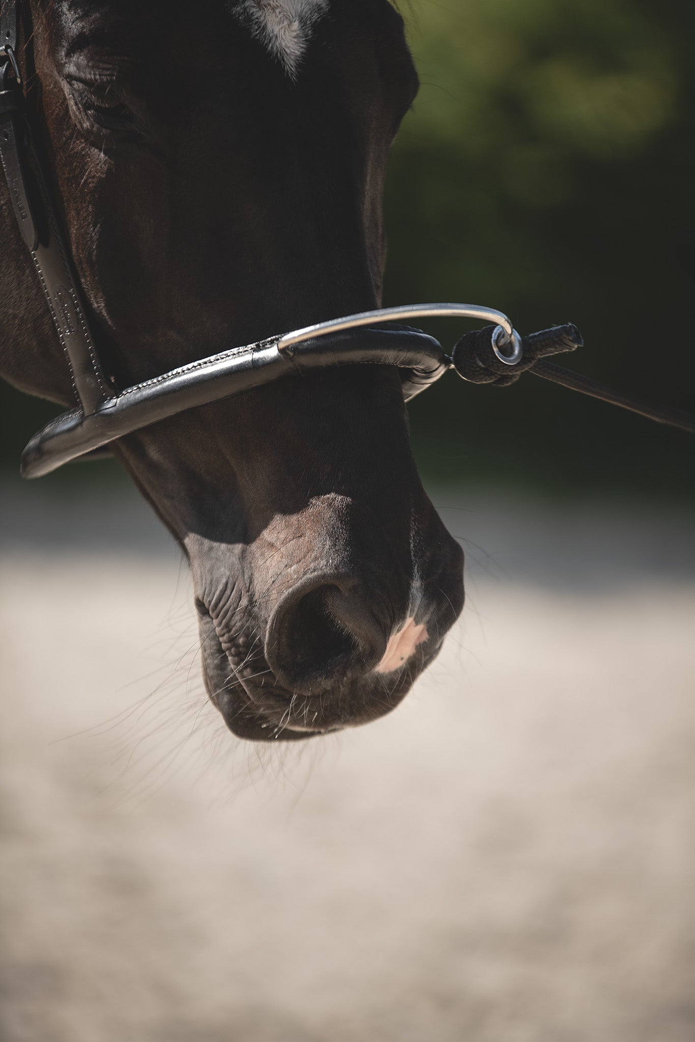 Mobility Bridle im Gebrauch während physiotherapeutischem Pferdetraining