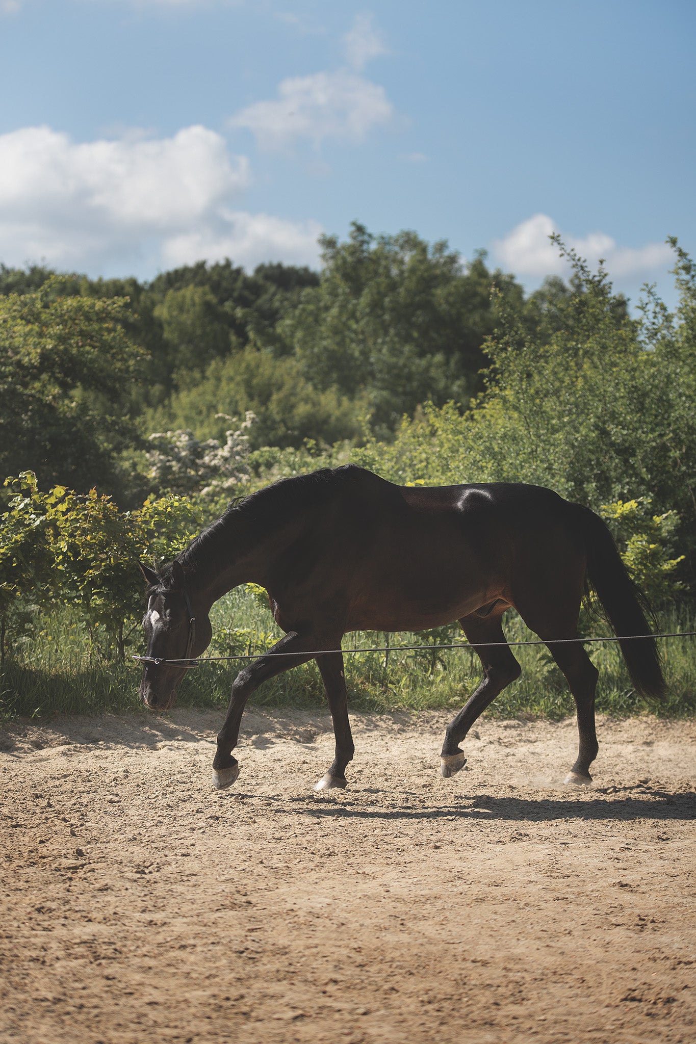 Anwendung Mobility Bridle bei Bodenarbeit mit Pferd zur Förderung der Balance