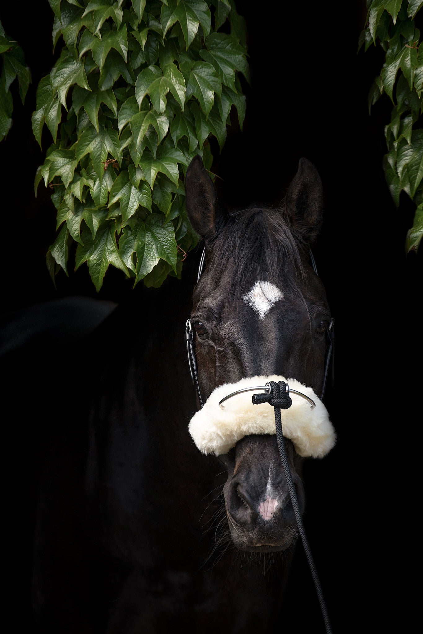 Mobility Bridle von Franz Grünbeck  Produktfoto am Pferd mit Nose und Chincover – anatomisches Pferdezaumzeug