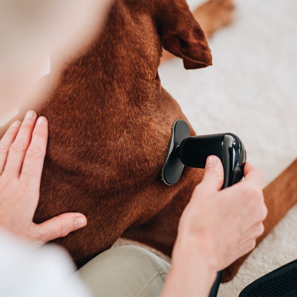 Novafon Modular-Set – Noppenmodul während der Durchblutungsförderung bei Hundetherapie