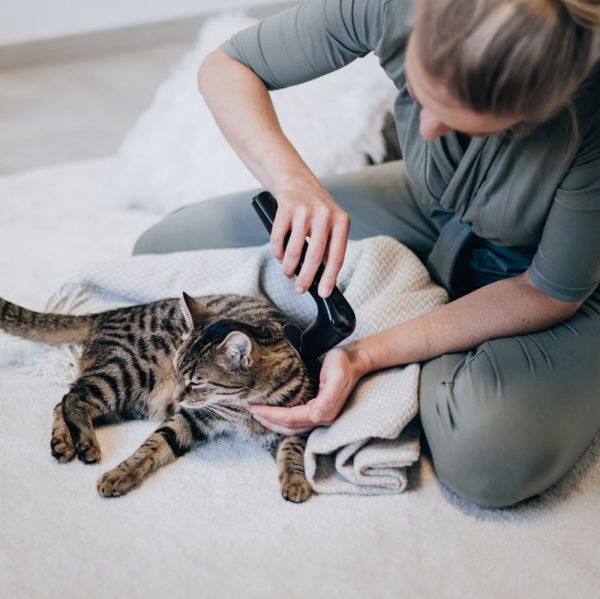 Novafon Modular-Set – Oval-Aufsatz in Anwendung bei einer Katze für flächige Schallwellentherapie