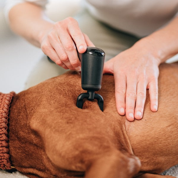 Novafon Physio-Set – Schwarze Fasziengabel während sanfter Faszienbehandlung an einem entspannten Hund