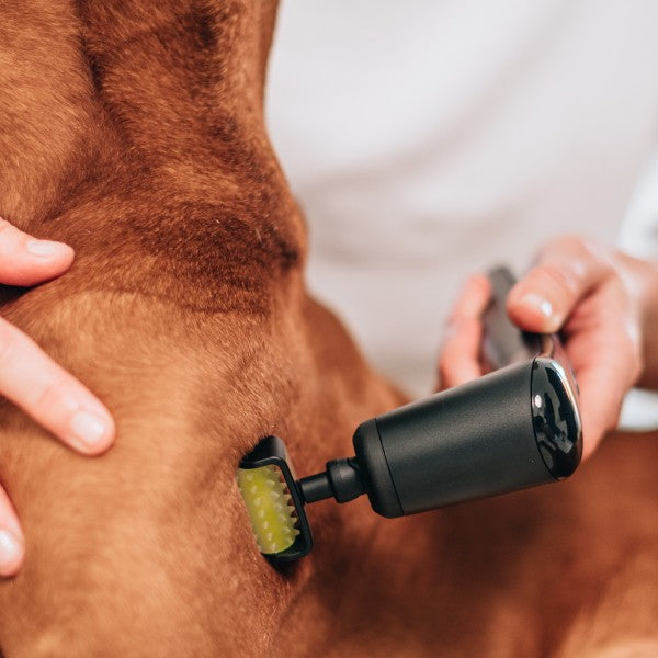 Novafon Sensi-Roller Set schwarz – Anwendung der Schallwellentherapie am Hund zur Muskelentspannung und Regeneration