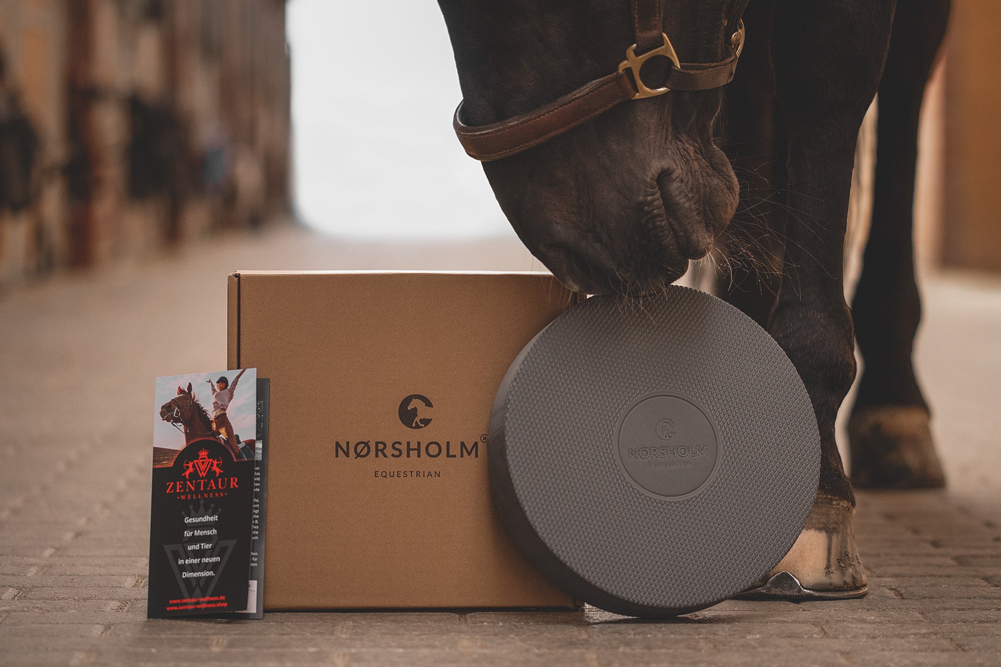 Pferd schaut auf NØRSHOLM Balance Pad – Trainingsstart in der Stallgasse zur Förderung der Körperwahrnehmung