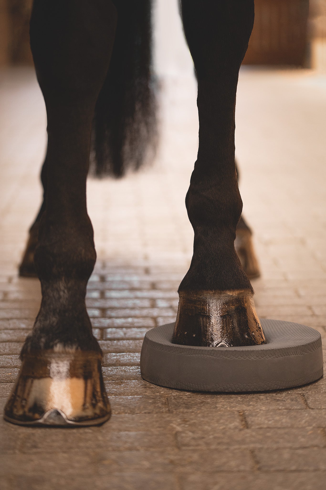 Balance Pads für Pferde – sensomotorisches Training zur Tiefenwahrnehmung