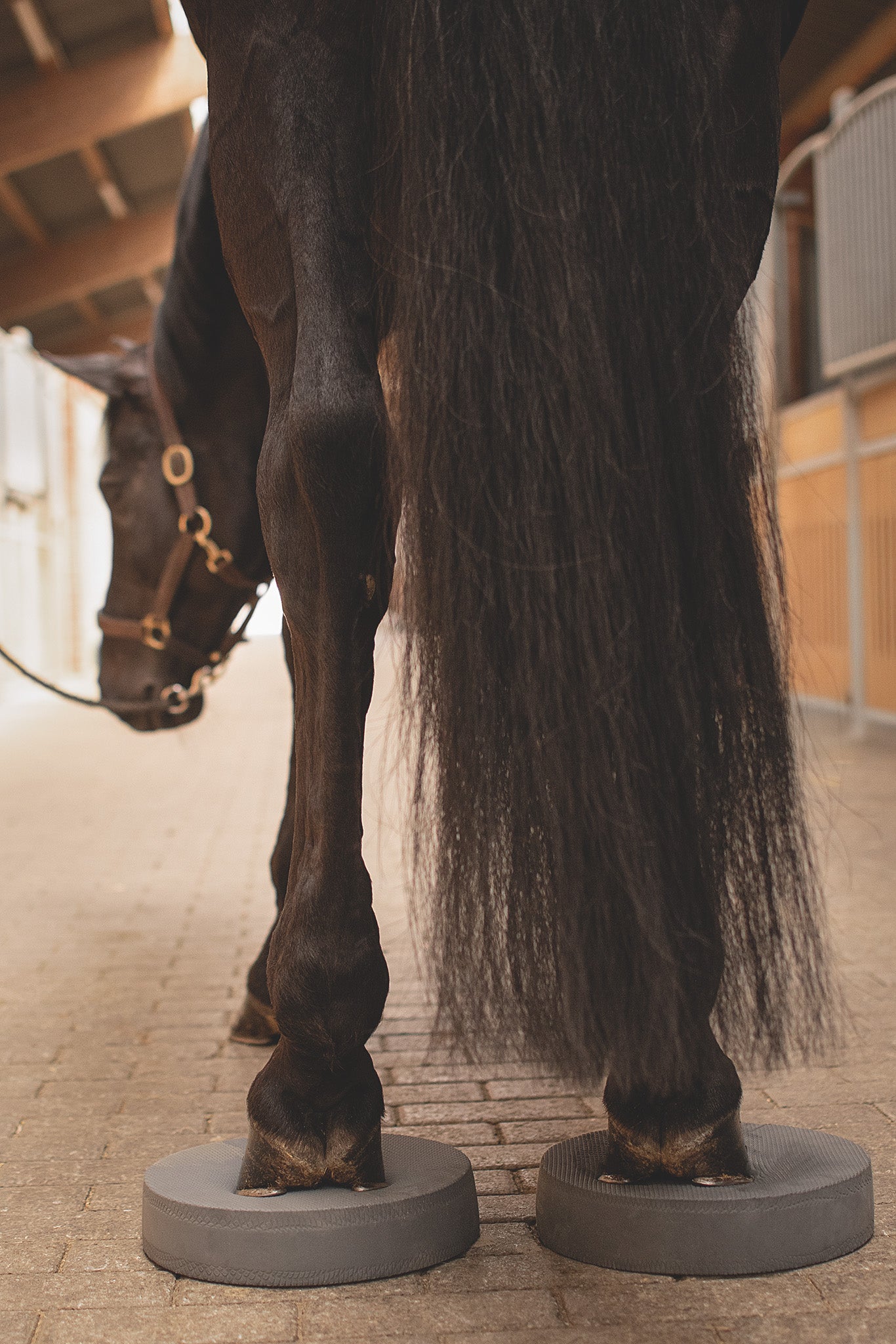 Statisches Stehen auf Balance Pads – Pferd stärkt Rücken- und Bauchmuskulatur