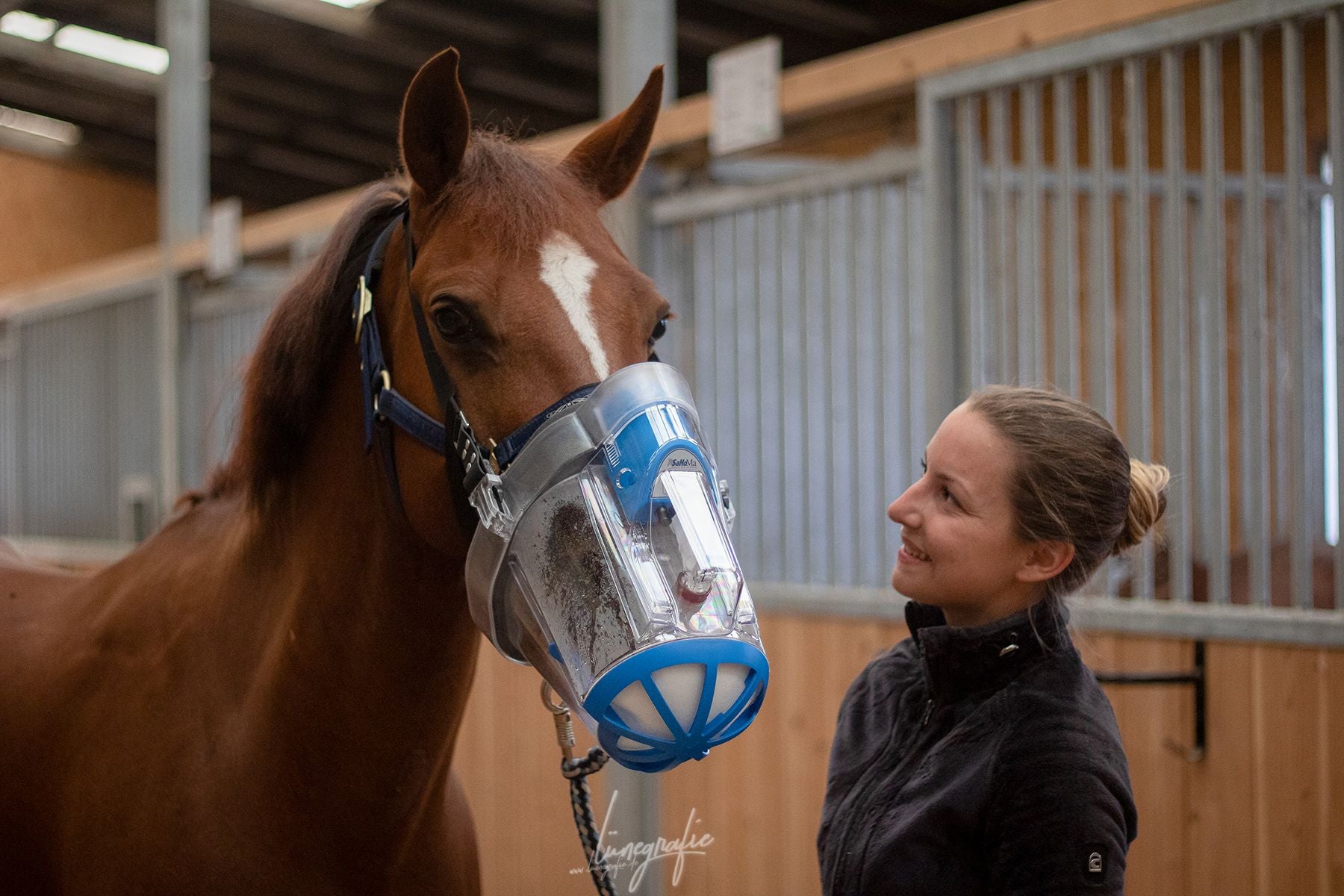 Entspanntes Pferd inhaliert im Stall mit SaHoMa II Pferdeinhalator ohne Schläuche
