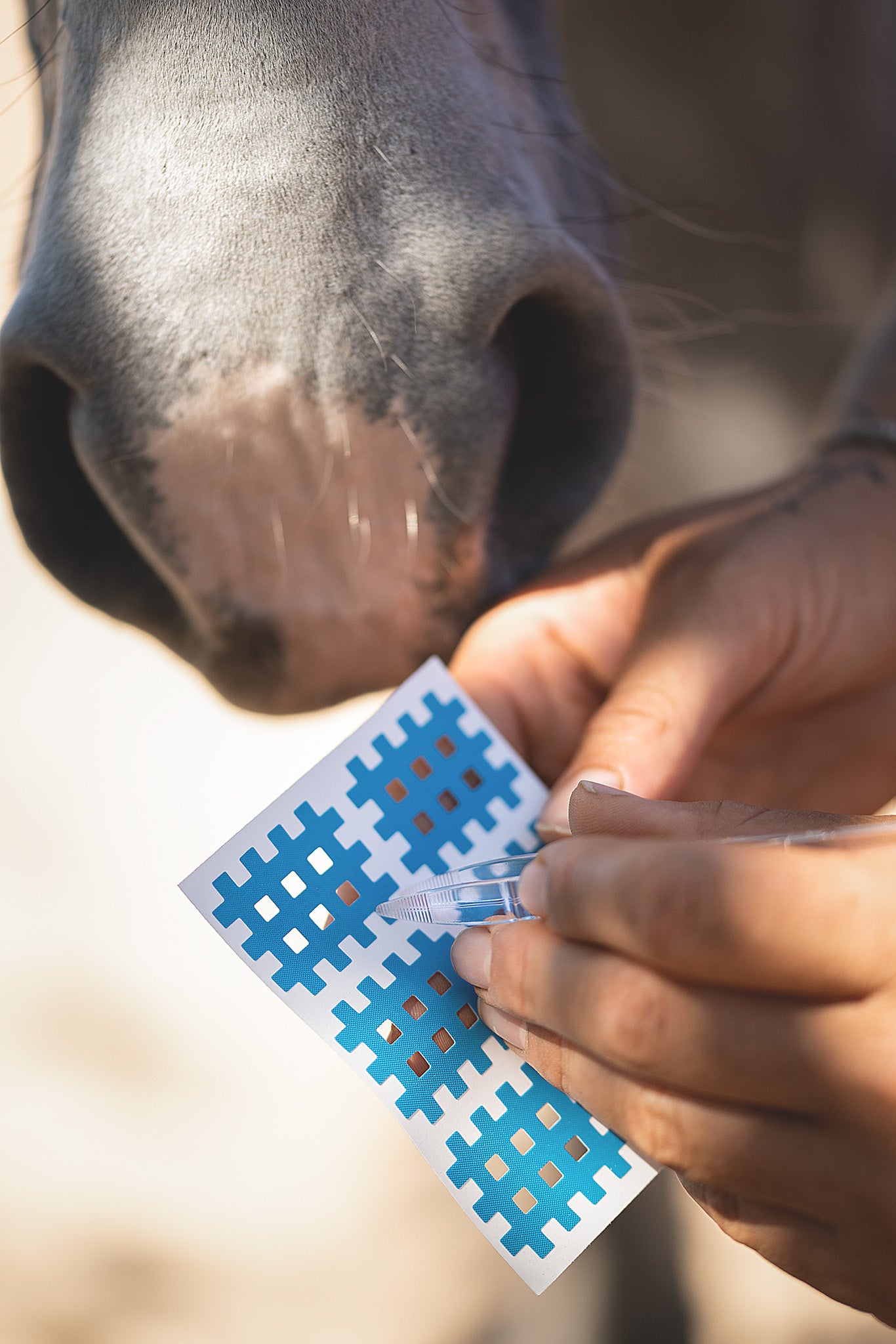Therapeut löst ein Gittertape mit einer Pinzette von der Trägerfolie zur Anwendung am Pferd