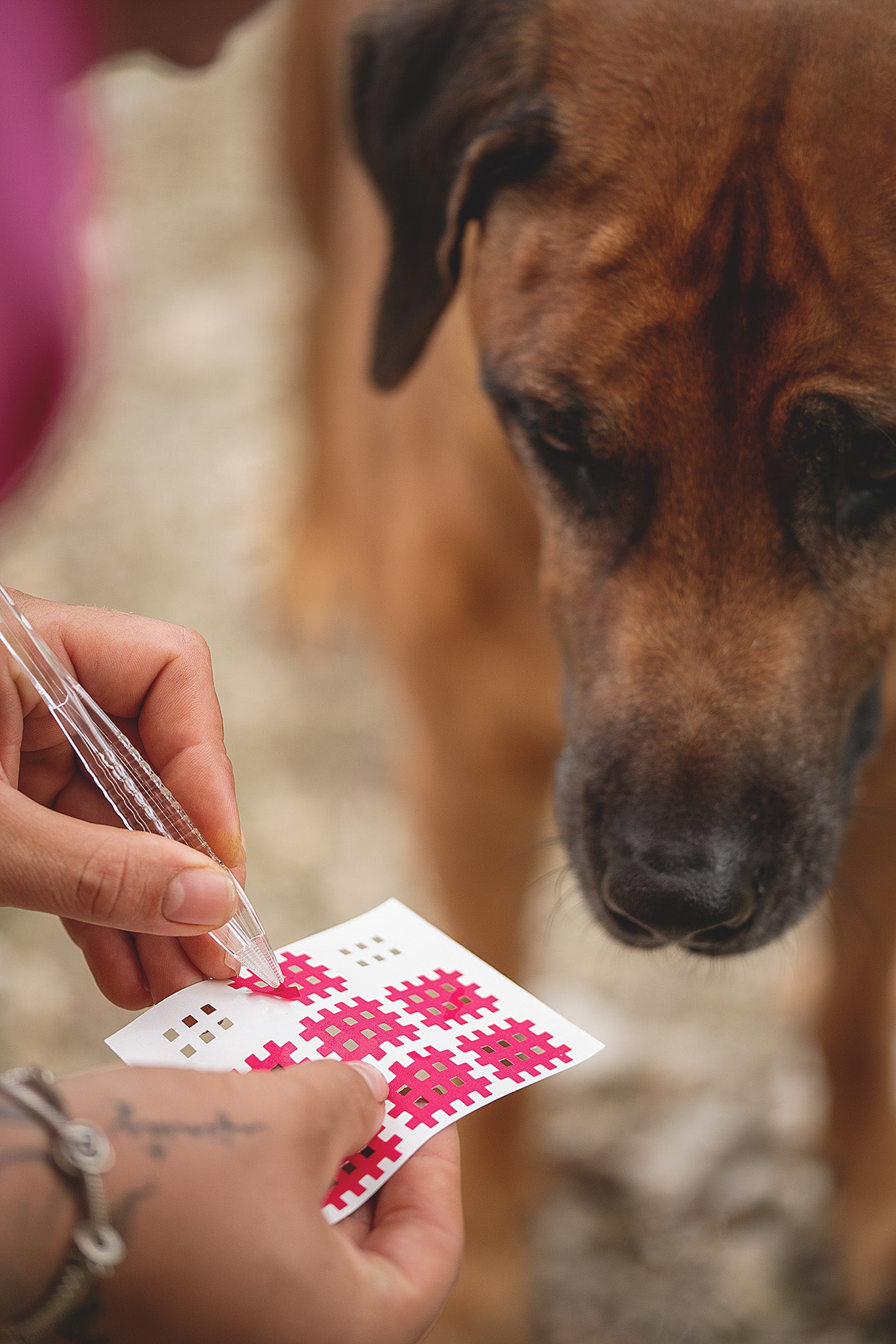 Therapeut löst ein Gittertape mit einer Pinzette vorsichtig von der Trägerfolie für die Anwendung am Hund