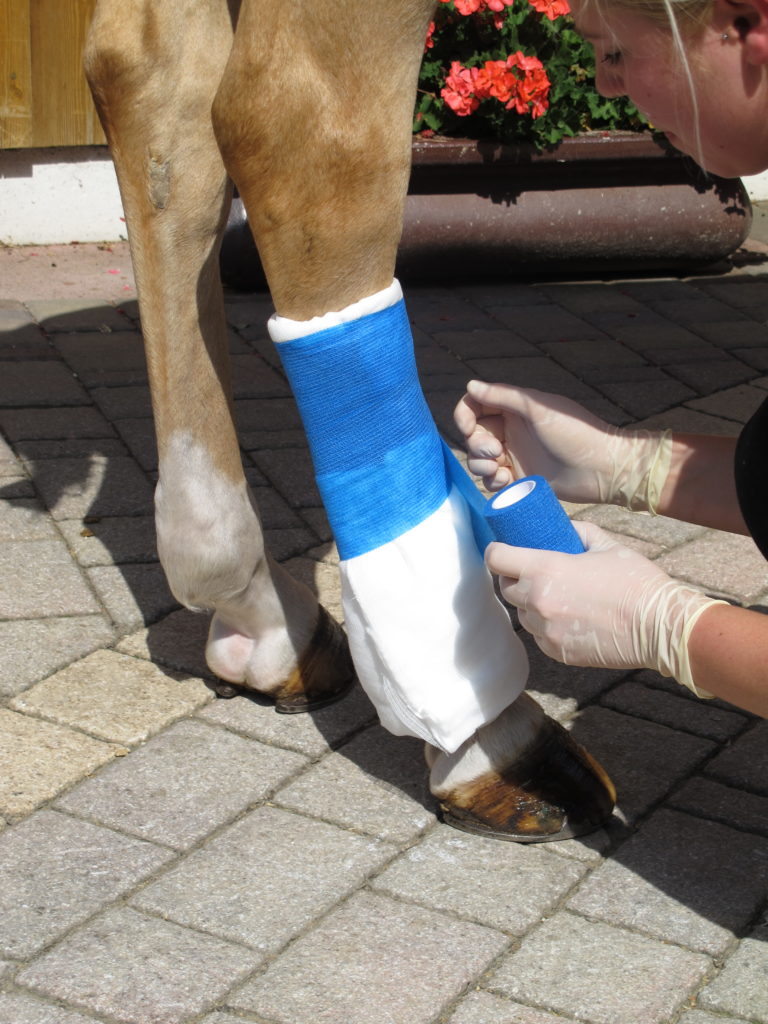 EquiLastic Bandage Maxi von Kerbl als stabiler Verband am Pferdebein – selbsthaftende, elastische Bandage für Huf- & Klauenpflege.